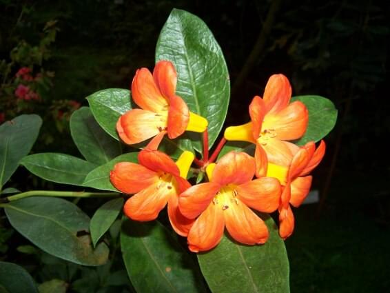 Teplice, skleník Tropicana, květy, zdroj commons.wikimedia.org, autor ŠJů