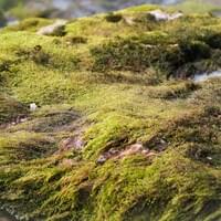 A selective focus shot of a rock covered with green moss